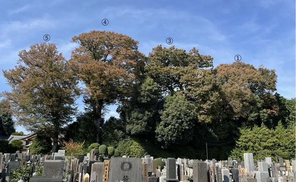 慶元寺のケヤキ